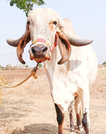 थंबनेल 3