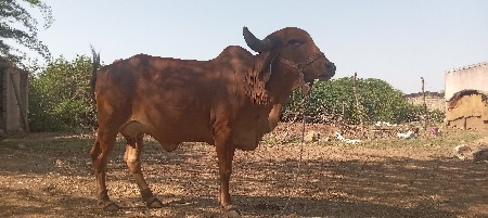 ગાય વેચવાની છે