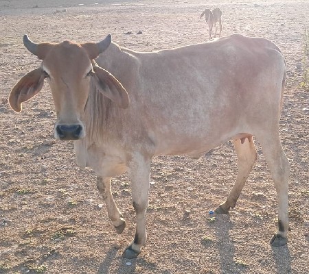 પેલું વેતર હોડકી વેચવાની છે