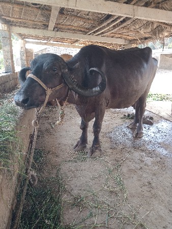 ભેશ વેચવાની છે