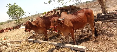 थंबनेल 3