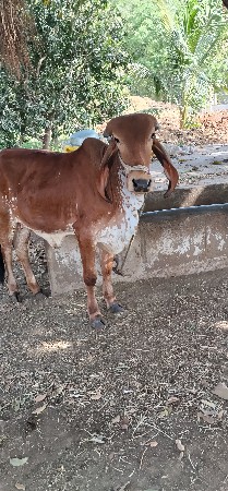 थंबनेल 2