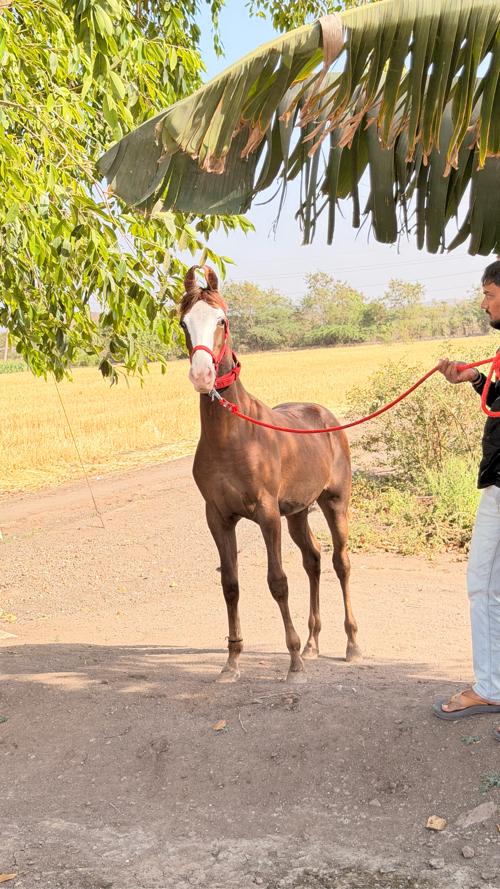 વછેરી વેચવા ની છે લાઈન છે કેસરિયા ના વછેરા ની વછેરી છે