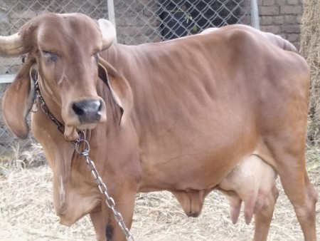 ગાય વેચવાની છે