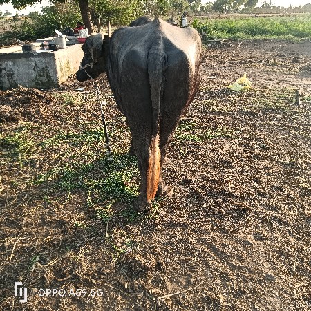 ભેંસ વેચવાની છે વીયાસેહવે