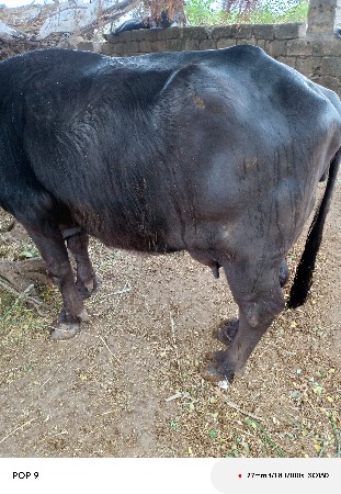 ભેંસ વેચવાની છે