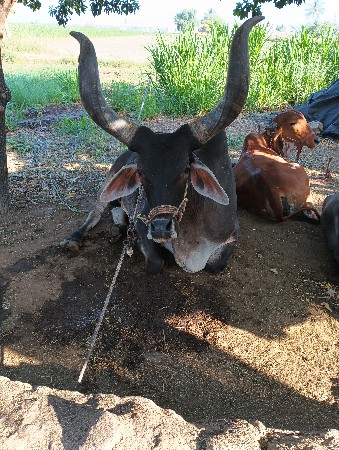 બળદ વેચવાનો છે