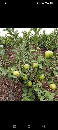 તાઇવાન પિન્ક જામફળ