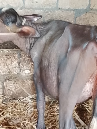 ૨.  ખડેલા  છે