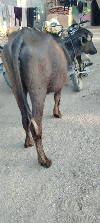 પાડી વેચવાની સે