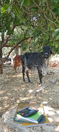 ગાય વેચવાની છે