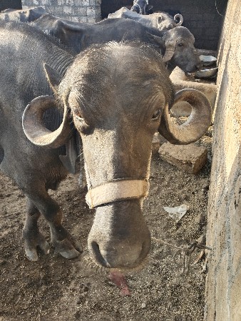 ખડેલી વેસવાની સે