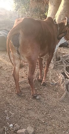 थंबनेल 3