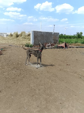 કુતરી વેચવાની છે