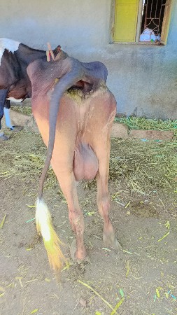 थंबनेल 3