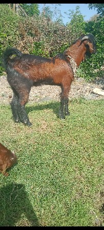 थंबनेल 3