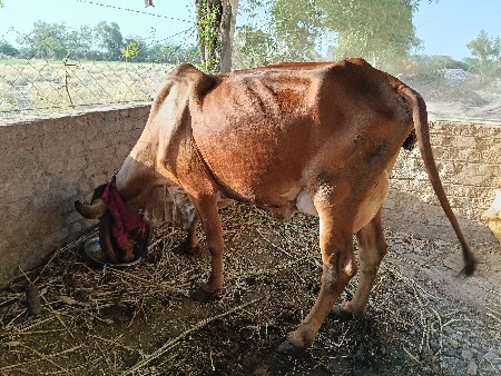vechvani che