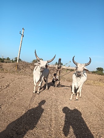 ચાલુ ગોધલા વેચવાના છે