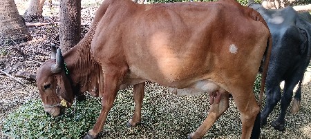 ગાય વેચવાની છે