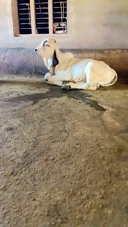 વાછડો વેચવાનો છે