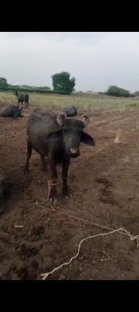 9723197610 ફોન કરો