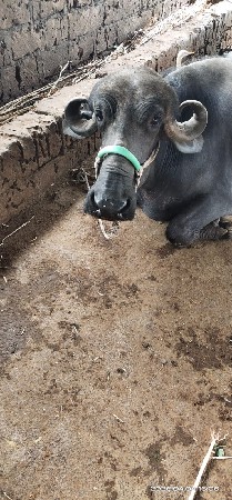 બીજુ વેતર