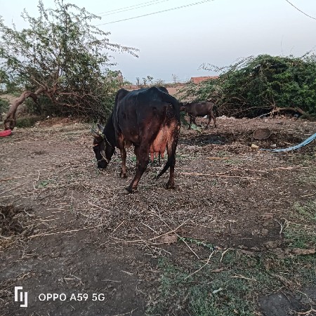 ગાય વેચવાની છે સોજીછે તાજી છે