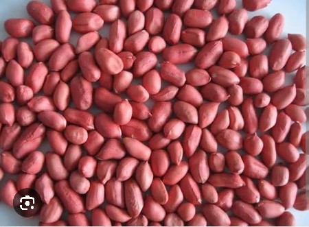 ગિરનાર ૪ મગફળી Girnar 4 certified