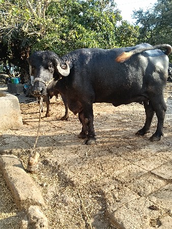 थंबनेल 2