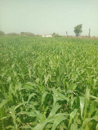 મકાઈ લીલી