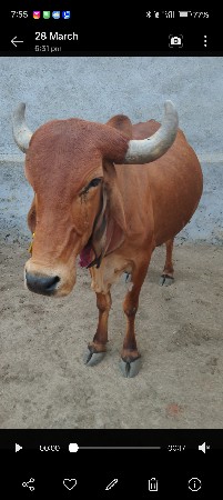 ગાય વેસ વા નીછે