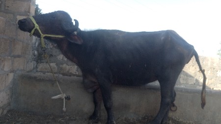 थंबनेल 3