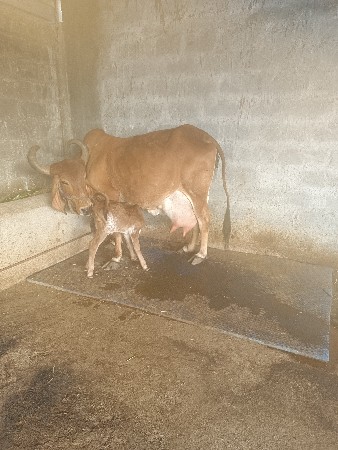 थंबनेल 3