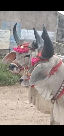 थंबनेल 5