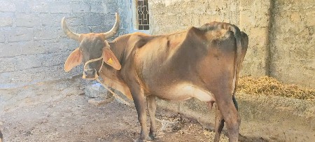 ગાય વેચવાની છે