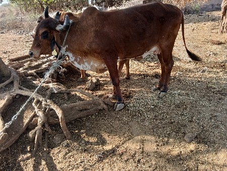 પેલું વેતર વેચવાની છે ગાય