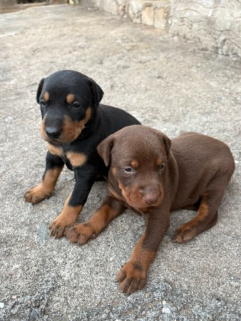 orignal Doberman pure breed