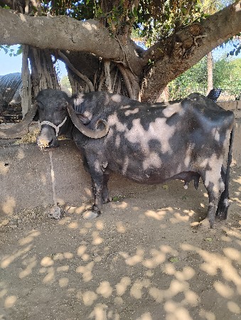 ભેંશ વેચવાની છે