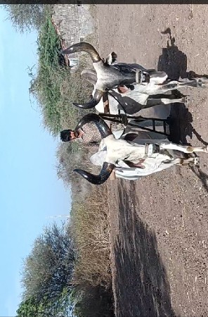 थंबनेल 3