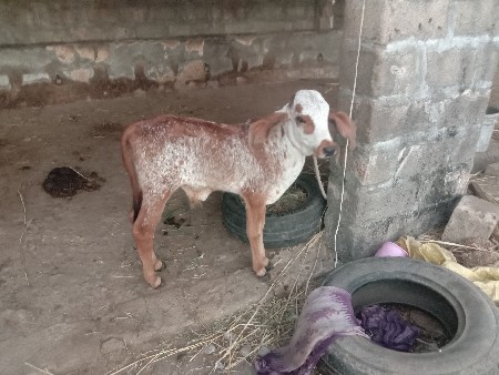 थंबनेल 3