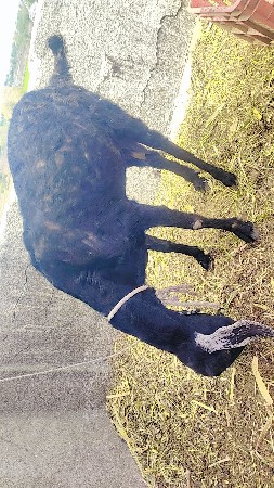 dasi bakri ghabhni che