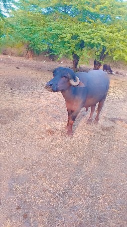 થંબનેલ 2