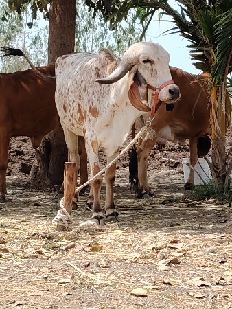 थंबनेल 3