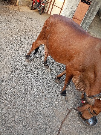 थंबनेल 3