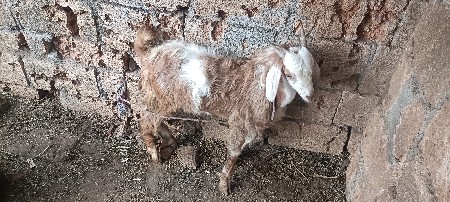 થંબનેલ 3