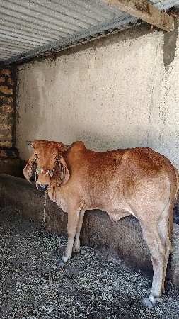 ગીર વોડકી વેચવાની છે