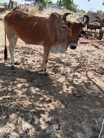 આ બળદ વેચવાના છે
