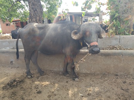 ખડેલી વેચવાની છે