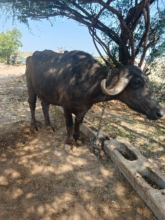 વેચવાની છે