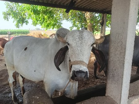 ગાય વેચવાની છે